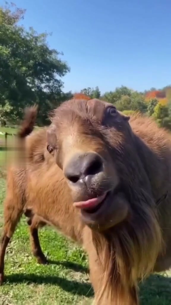 Preview frame: The Goat Who Loves the Camera