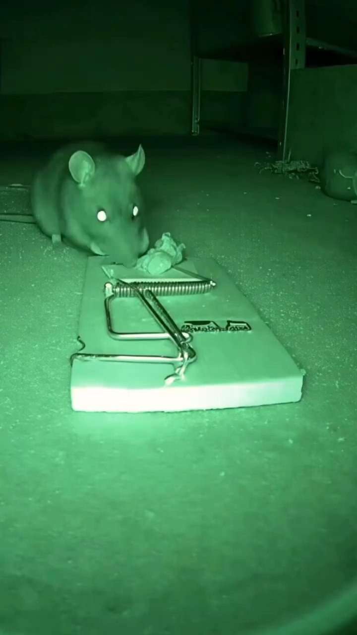 Preview frame: A Mouse Outsmarts the Trap