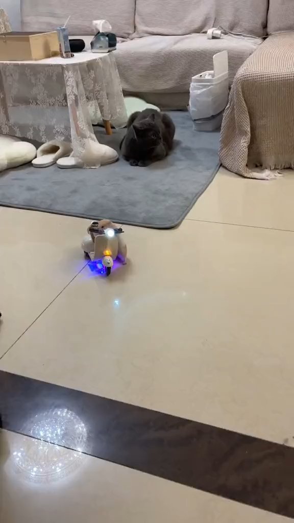Preview frame: Cat vs. the Tiny Scooter