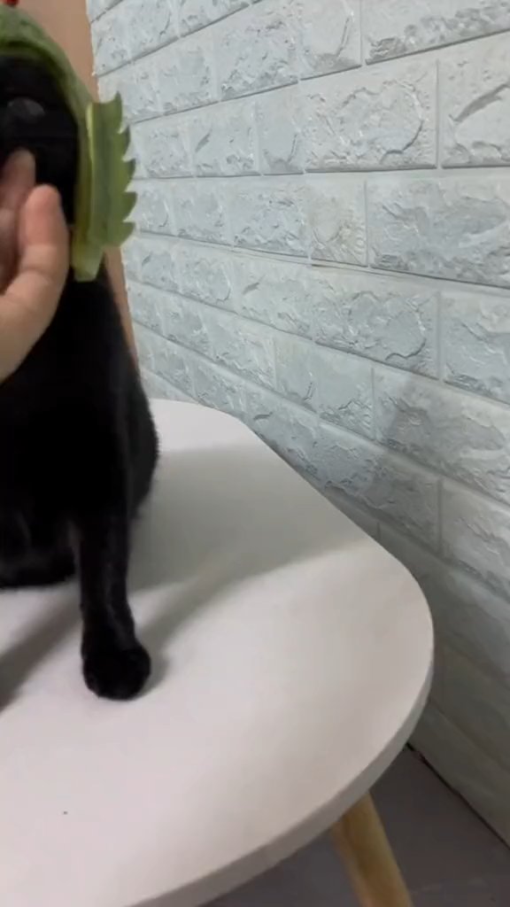 Preview frame: The Cat in the Dinosaur Hat